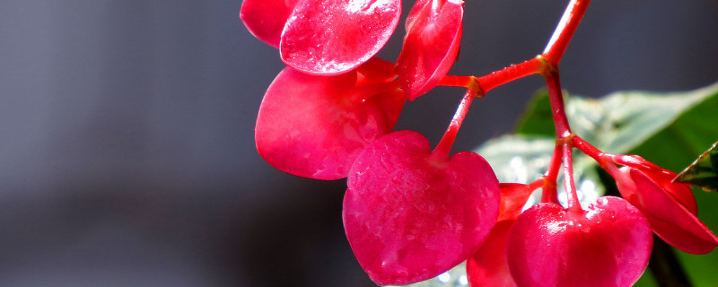 竹节海棠花怎么采收种子 竹节海棠花怎么采收种子呢