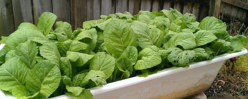 野生芥菜有几种 野生芥菜有几种图片