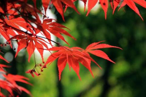 红枫象征什么