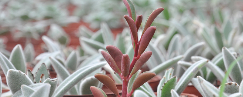 红背椒草繁殖办法（红背椒草繁殖方法）