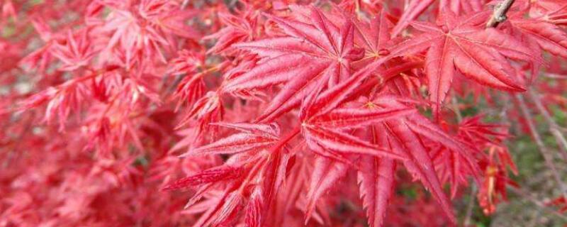 红舞姬和出猩猩的区别 红舞姬和出猩猩的区别是什么