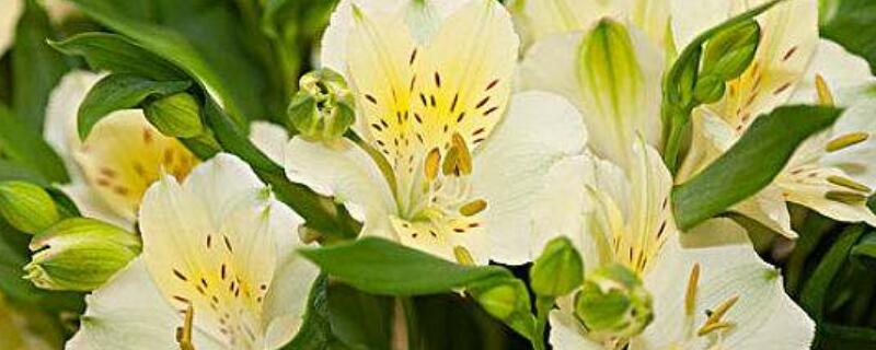 六出花如何分盆（六出花分盆要修剪吗）