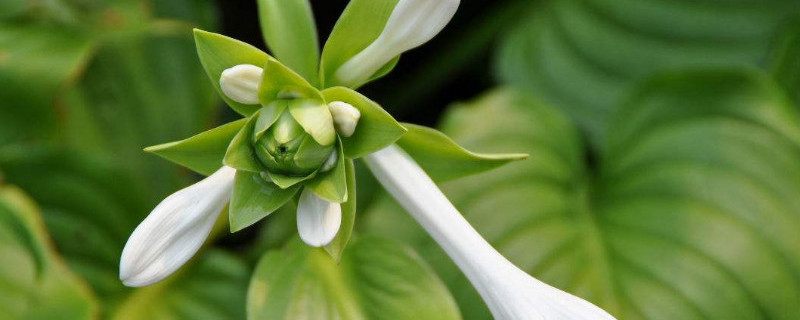 晚香玉用什么土养殖（晚香玉用什么土养殖好）