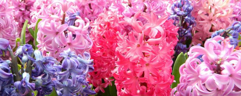 风信子的花有毒吗（风信子的花有毒吗 适合在室内养吗）