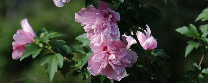 小木槿移盆后黄叶 小木槿移盆后黄叶怎么回事