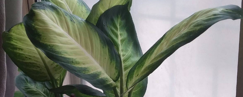 青叶碧玉怎么修剪 青叶碧玉怎么修剪图解