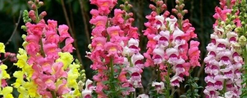 金鱼草一年开几次花 金鱼草一年生花卉