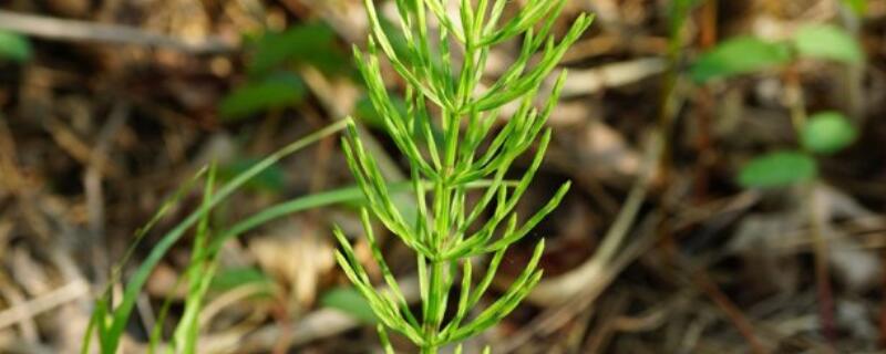 问荆草就是节节草吗（问荆草是不是节节草）