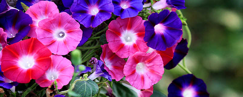 牵牛花有什么特点 牵牛花