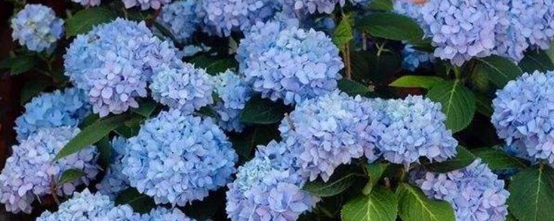 无尽夏和花手鞠的区别（无尽夏与花手鞠的区别）