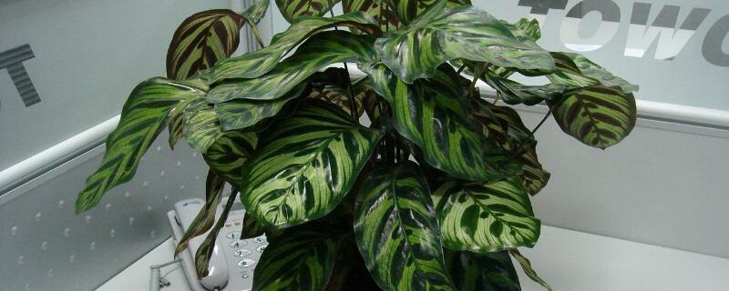 孔雀竹芋的寓意 孔雀竹芋的寓意和象征风水