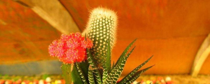 仙人球出锦是什么原因(仙人球出锦是什么意思)