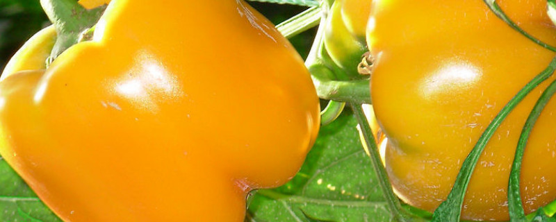 如何修剪彩椒（如何修剪彩椒种子）