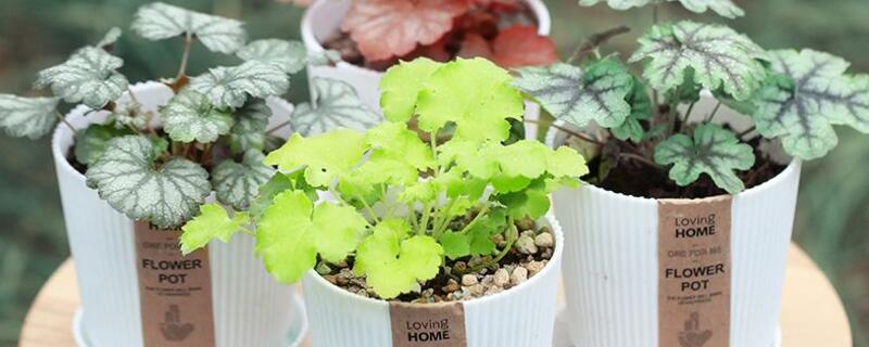 矾根有毒吗 矾根有毒吗?