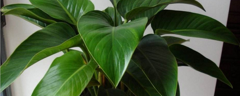 盆栽金钻怎样移盆（盆栽金钻怎样移盆最好）