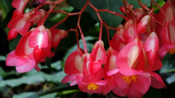 竹节海棠换盆方法