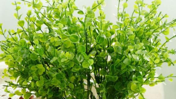 新鲜尤加利叶怎么保存