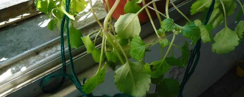 吸毒草的寓意 吸毒草的寓意是什么