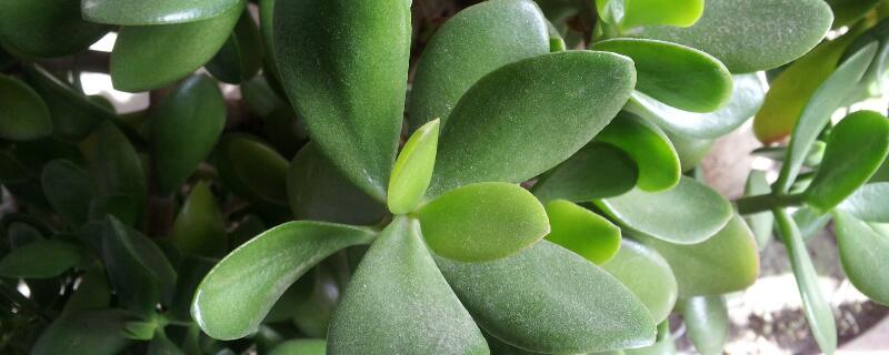 黄玻璃树叶食用方法 黄玻璃树叶食用方法视频