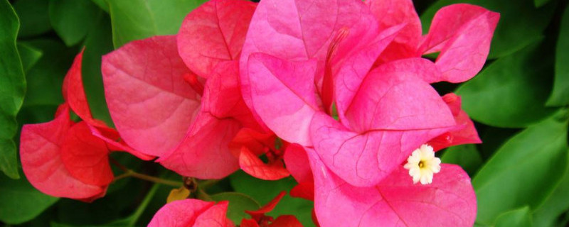 三角梅花败后如何修剪（三角梅花败后如何修剪枝条）