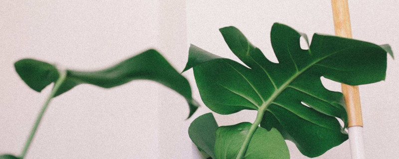 卧室养什么花好 适合卧室养的花草植物