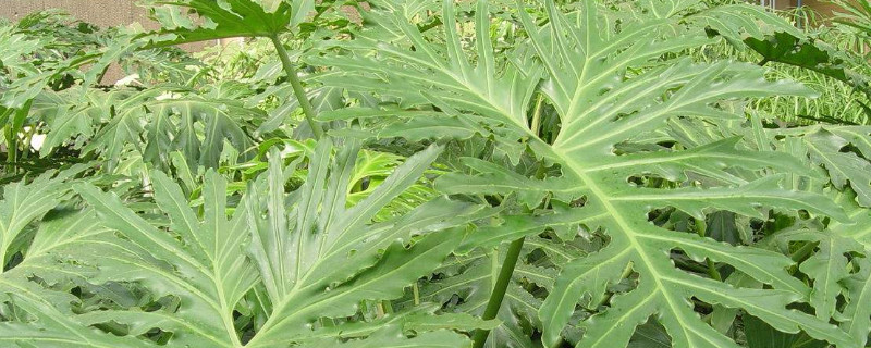 春羽气生根怎么处理(春羽烂根后处理方法)