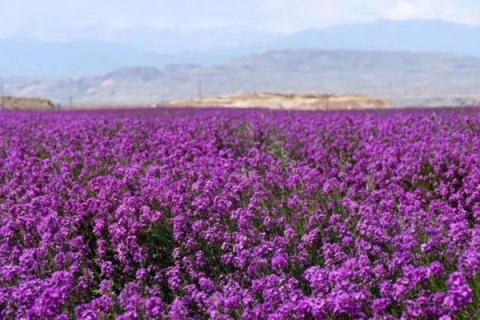 蓝香芥什么时候播种