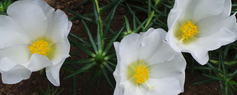 太阳花有毒素吗 太阳花是否有毒素