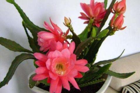 怎样种植令箭荷花