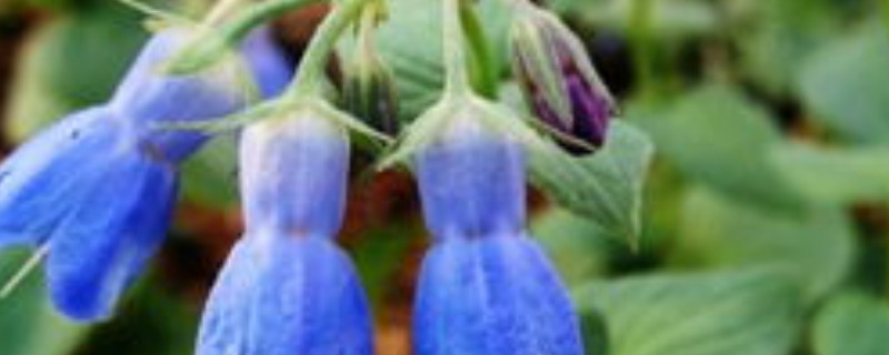 蓝风铃花谢后怎么处理（风铃花谢了以后怎么处理）