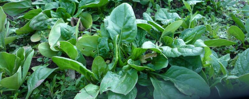 5月份露天蔬菜（五月露天种什么菜）