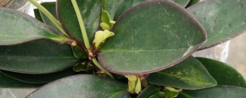 紫边碧玉椒草如何扦插 紫边碧玉的扦插方法