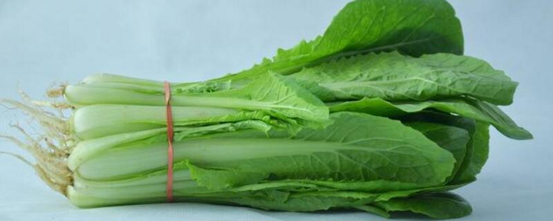 毛菜是什么菜（毛菜是什么菜图片）
