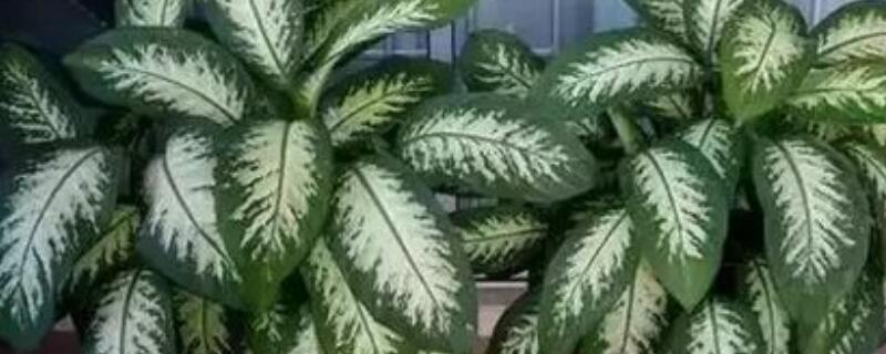 红叶万年青放客厅好吗 彩叶万年青能放客厅吗?