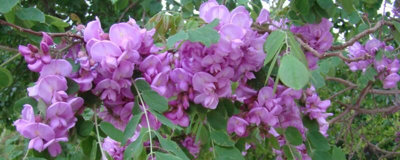 紫色的槐花能吃吗（紫色的槐花能吃吗 有毒吗）