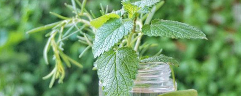 水养薄荷几天换水 水养薄荷几天换水好