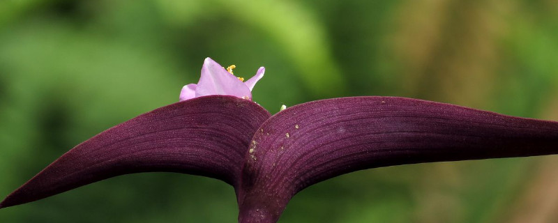 紫鸭跖草叶子反卷枯萎 紫鸭跖草是单叶还是复叶