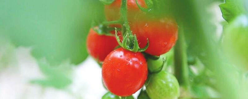 小西红柿是转基因的吗 圣女果是转基因吗