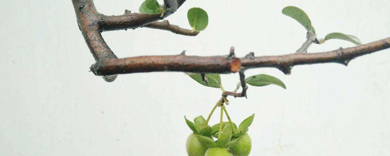 如何判断金弹子长根 怎样判断金弹子生根