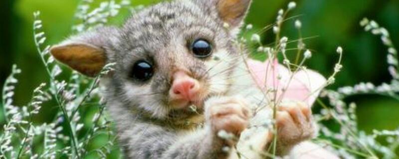 植物怎么传播种子 植物传播种子的方法有哪些