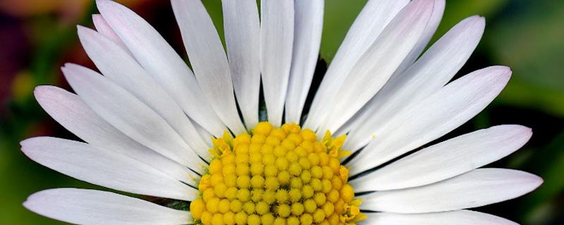 雏菊叶子蔫了怎么处理（雏菊叶子蔫了怎么处理呢）