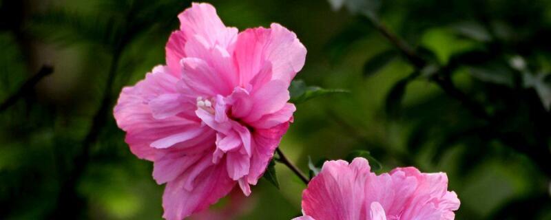 木槿花能用硫酸亚铁吗（木槿花可以用硫酸亚铁吗）