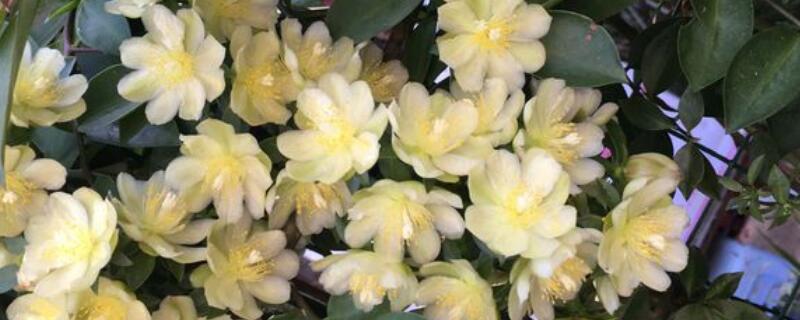 叶仙花长什么样子 叶仙花花期多长