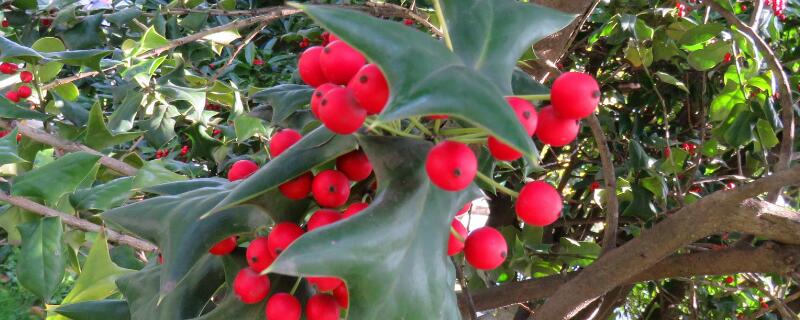 冬红果和海棠果树区别（冬红果与海棠果的区别）