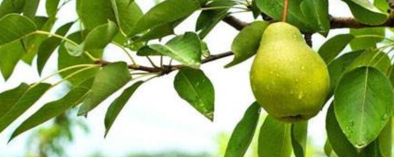 香水梨和南果梨区别（香水梨和南国梨有什么区别）