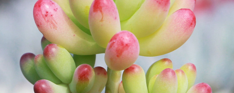 已经徒长的多肉怎么办 已经徒长的多肉怎么办呢