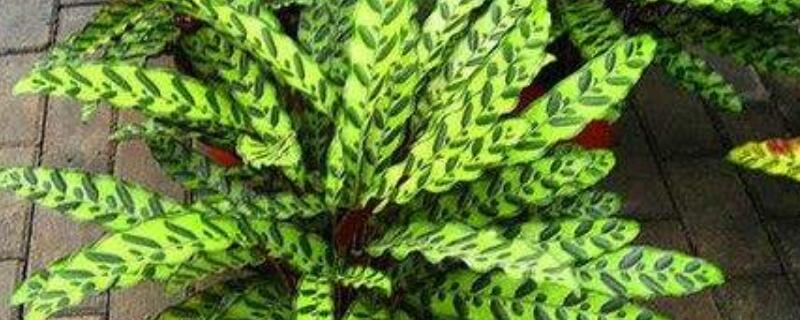 箭羽竹芋怎么浇水 竹芋的浇水