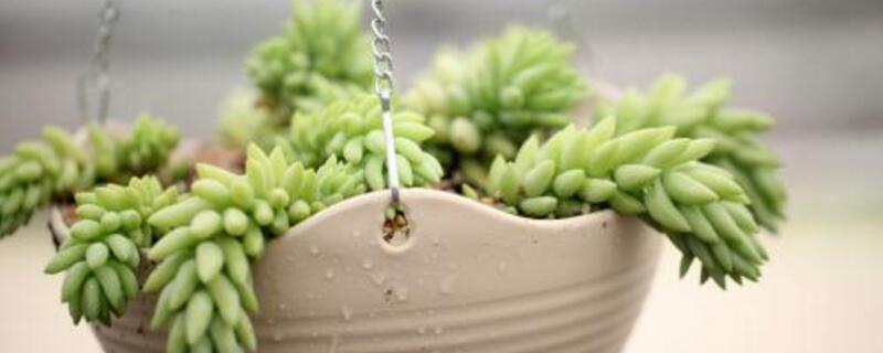 多肉的休眠期是什么时候 多肉的休眠期是什么时候 漫画