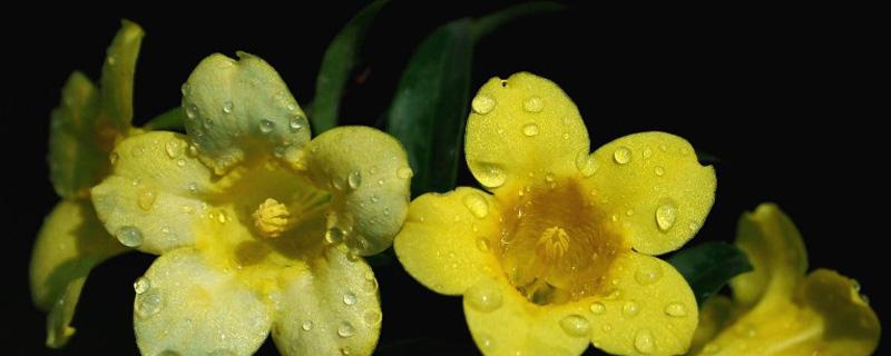 法国香水花有没有毒（法国香水花毒性有多强）