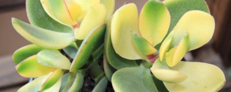 怎么防止多肉长高 不让多肉长高的办法